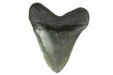 Fossil Megalodon Tooth - South Carolina #130830-1